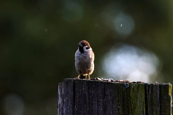 在雨中 可爱的麻雀在篱笆上 夕阳西下 一只非常漂亮的小麻雀 — 图库照片