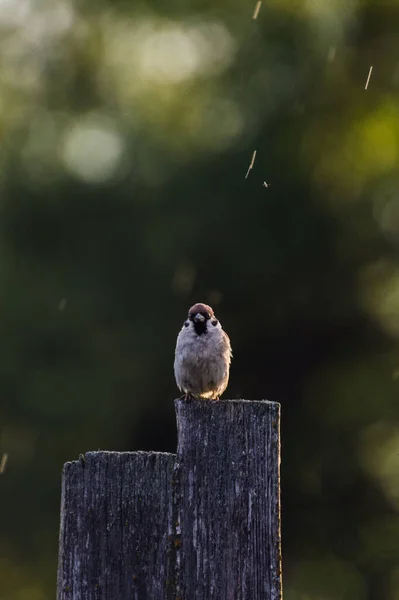 Aranyos Verebek Kerítésen Esőben Egy Nagyon Szép Bokeh Naplementekor — Stock Fotó