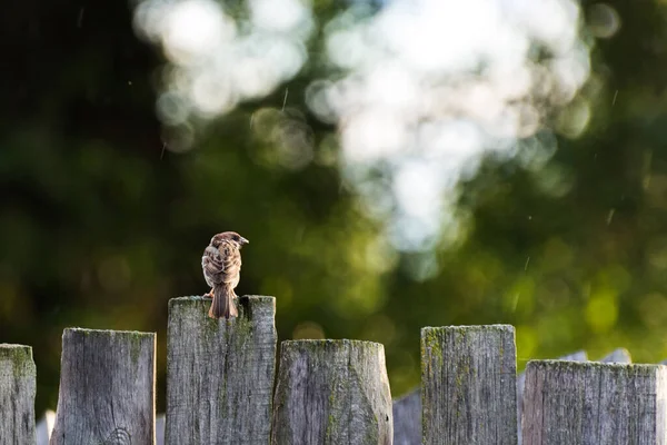 Aranyos Verebek Kerítésen Esőben Egy Nagyon Szép Bokeh Naplementekor — Stock Fotó