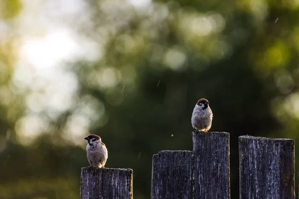 Burung Pipit Lucu Pagar Saat Hujan Dengan Tongkat Yang Sangat — Stok Foto