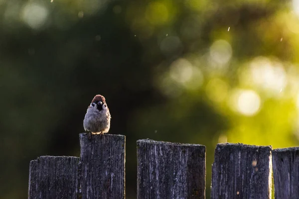 Passeri Svegli Sulla Recinzione Sotto Pioggia Con Bokeh Molto Bello — Foto Stock