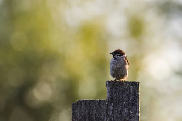 Vrăbii Drăguțe Gard Ploaie Bokeh Foarte Frumos Apusul Soarelui — Fotografie, imagine de stoc