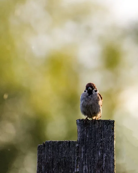 Aranyos Verebek Kerítésen Esőben Egy Nagyon Szép Bokeh Naplementekor — Stock Fotó