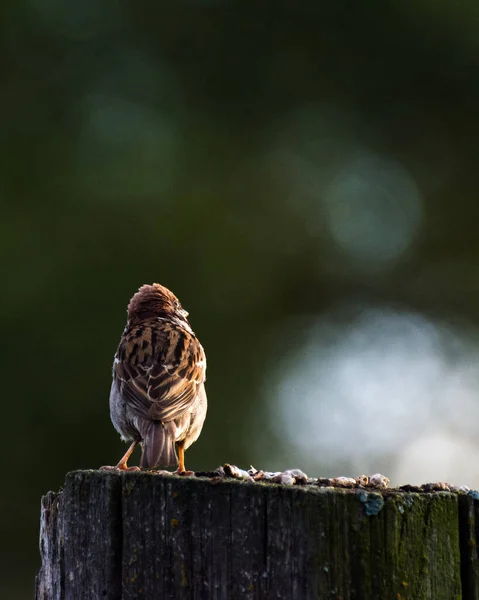 Aranyos Verebek Kerítésen Esőben Egy Nagyon Szép Bokeh Naplementekor — Stock Fotó