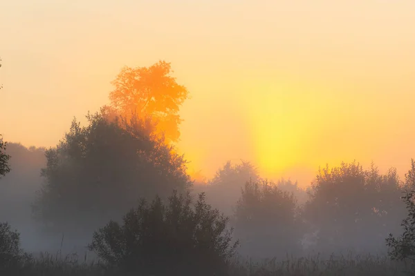 Nap Sugarai Ragyognak Ködön Nyári Reggelen Hajnalban Egy Mezőn Fákkal — Stock Fotó
