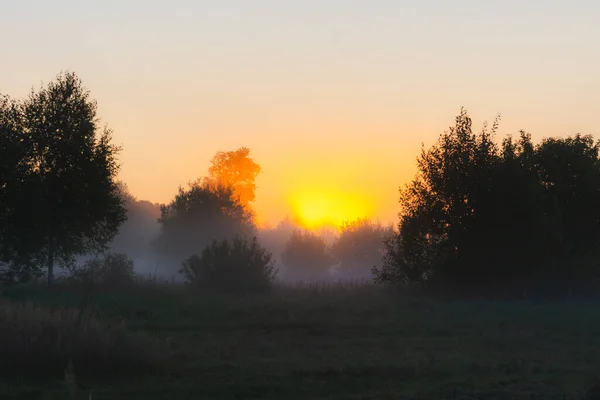 Nap Sugarai Ragyognak Ködön Nyári Reggelen Hajnalban Egy Mezőn Fákkal — Stock Fotó