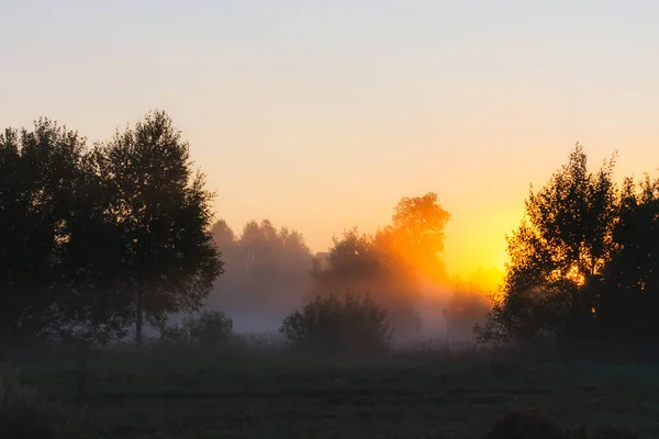 Солнечные Лучи Светят Сквозь Туман Летним Утром Рассвете Поле Деревьями — стоковое фото