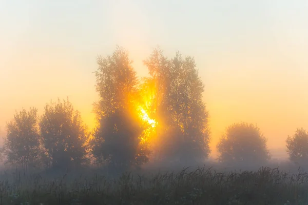 太陽の光夏の朝 森の中の夜明けに霧の中を輝く — ストック写真