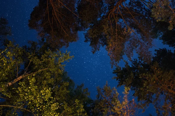 Stjärnor Genom Träden Sommarnatt — Stockfoto