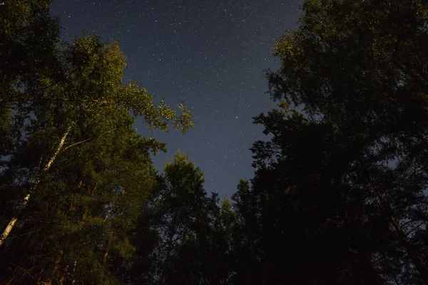 Hvězdy Mezi Stromy Letní Noci — Stock fotografie