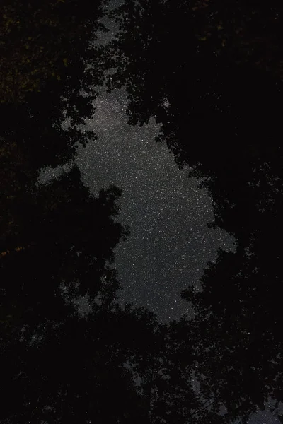 Blick Den Nachthimmel Durch Die Bäume — Stockfoto