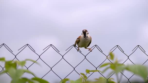 2本の雀が雲を背景に柵の上に座る スパロウが女にフェンスに餌をやる — ストック動画