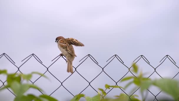 Moineau Assis Sur Une Clôture Trouve Tout Près Sur Fond — Video