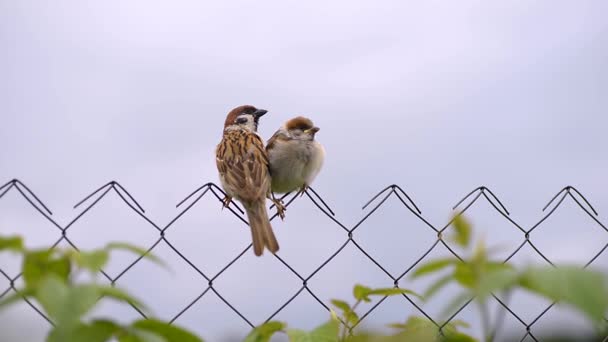 Deux Moineaux Sont Assis Sur Une Clôture Sur Fond Des — Video