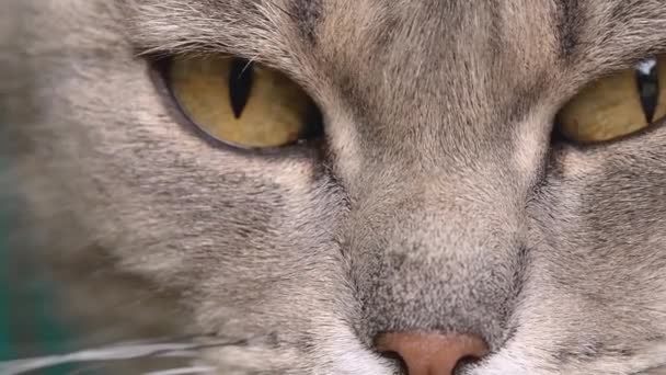 Le chat britannique regarde la caméra et s'endort en gros plan. Yeux d'un chat britannique gros plan vidéo