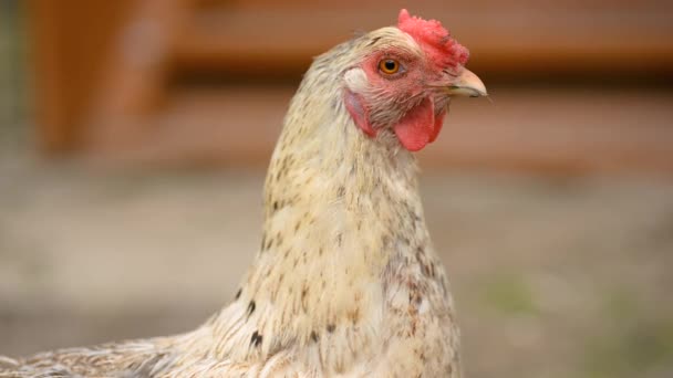 Den Vita Kycklingen Tittar Direkt Kameran Och Blinkar Kyckling Nära — Stockvideo