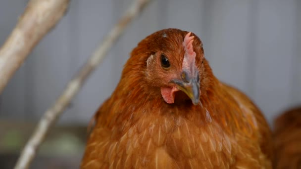 Frango Vermelho Olha Diretamente Para Câmera Pisca Frango Perto — Vídeo de Stock