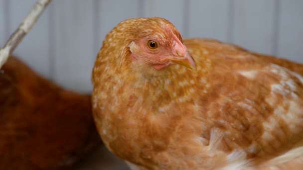 Frango Vermelho Olha Diretamente Para Câmera Pisca Frango Perto — Vídeo de Stock