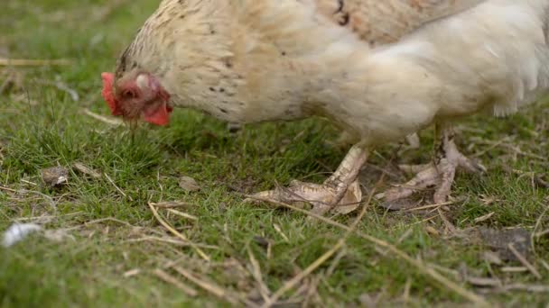 Dayak Yemiş Yaşlı Bir Tavuk Yeşil Otları Kemirir — Stok video