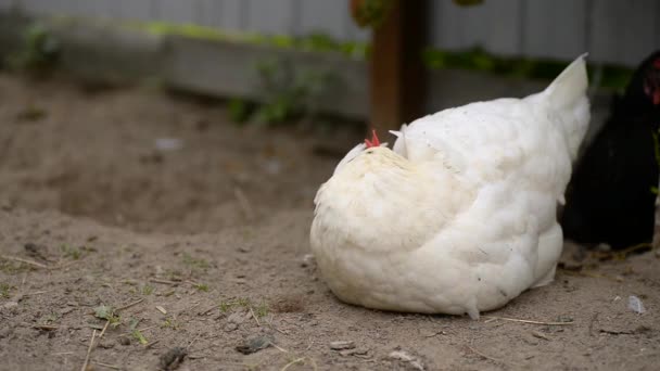Biały Kurczak Śpi Oddycha Bliska — Wideo stockowe