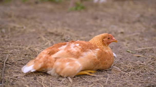 Czerwony Kurczak Leży Ziemi Się Rozgląda Kurczak Mruga Oczami — Wideo stockowe