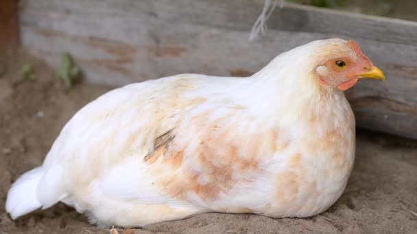 Biały Kurczak Leży Ziemi Się Rozgląda Kurczak Mruga Oczami — Wideo stockowe