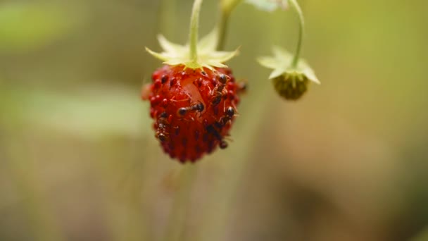Μυρμήγκια Σέρνονται Και Τρώνε Φράουλες Στο Δάσος Μυρμήγκια Άγριες Φράουλες — Αρχείο Βίντεο