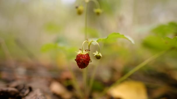 Ants Crawl Eat Strawberries Forest Ants Wild Strawberries — Stock Video