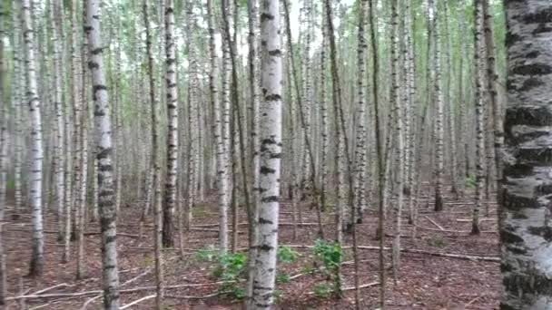 360 Μοίρες Στροφή Ένα Δάσος Σημύδας Ανάμεσα Στα Δέντρα Μια — Αρχείο Βίντεο