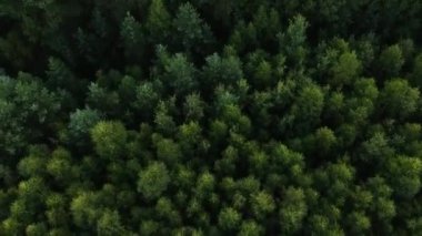 Kozalaklı ağaçlarla yer değiştiren huş ağacının üzerinden uçmak, yükseklikten bir manzara.