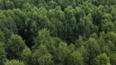 Karma yeşil bir ormanın üzerinde uçuyorlar. Huş ağacının üzerinden uçmak. Huş ağacının tepesinden uç