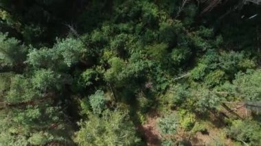 Yazın çam ormanının tepesinden, kurumuş ağaçlarla manzarayı seyret. Yeşil ormanın yüksekliğinden bak.