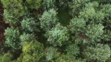 Genç ve karışık bir ormanın üzerinde süzülüyorlar. Yeşil huş ve çam ağaçlarıyla ormanın yüksekliğinden bak.