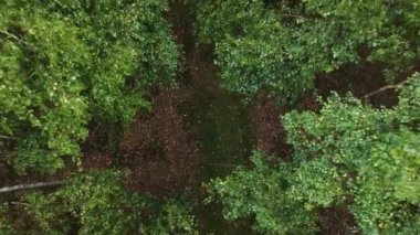 Güneşli bir günde genç yeşil bir huş ağacının üzerindeki bir tahta tırmanmak. Rusya 'daki genç huş ağaçlarının tepesinden bak.. 