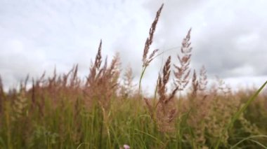 Uzun yeşil çimenler rüzgarda dalgalanır bulutlara karşı