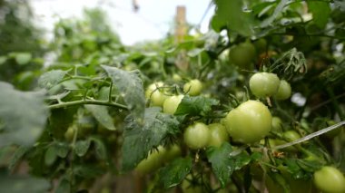 Seradaki yeşil domateslerden su damlaları düşer.