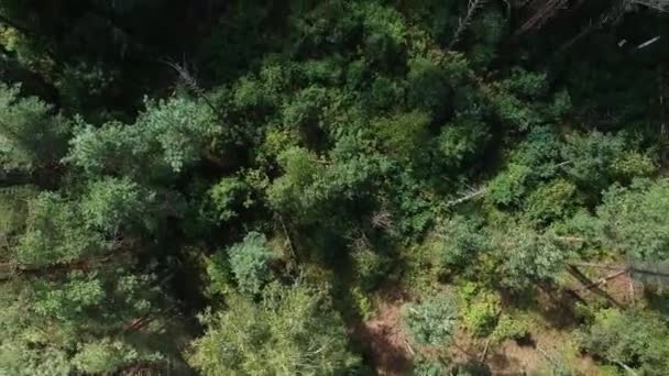 Kilátás Magasból Fenyőerdő Száraz Esett Fák Nyáron Kilátás Zöld Erdő — Stock videók