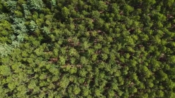 Salendo Spirale Trono Sopra Una Giovane Foresta Betulle Verde Una — Video Stock