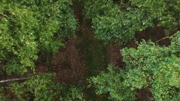 Monter sur un trône au-dessus d'une jeune forêt de bouleaux verts par une journée ensoleillée. Vue de la hauteur de la forêt de jeunes bouleaux en Russie. 