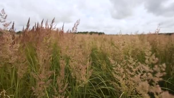 Grandes Ondulations Herbe Verte Dans Vent Contre Les Nuages — Video