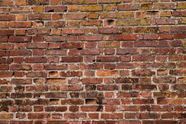 Makro Textura Krásné Červené Cihly — Stock fotografie