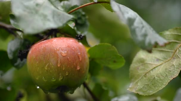 Macro Vídeo Uma Maçã Madura Chuva Gotas Água Correm Pela — Vídeo de Stock