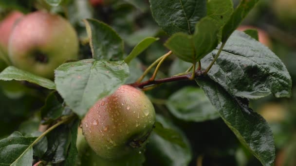 Macro Vídeo Uma Maçã Madura Chuva Gotas Água Correm Pela — Vídeo de Stock