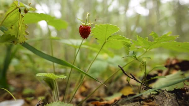 Μαζεύω Φράουλες Στο Δάσος Ένας Άντρας Αφαιρεί Μια Φράουλα Από — Αρχείο Βίντεο