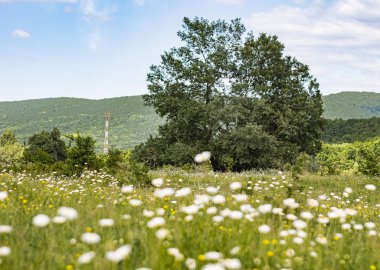 yeşil yaz alanında kamuflaj 