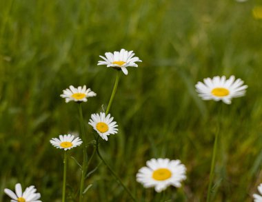 yeşil yaz alanında kamuflaj 