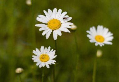 yeşil yaz alanında kamuflaj 