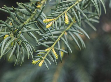 Çam ağacının yeşil dalı 