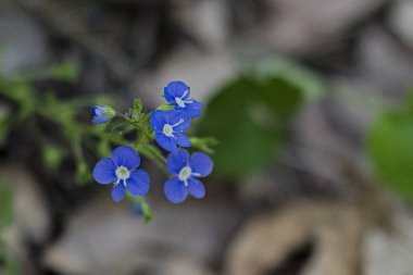 ormanda küçük mavi çiçek