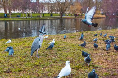 şehir parkında kuşların yakın görünümü